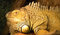 Free Iguana Iguana Stock Photography - 1172242