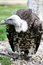 Free Vulture Stock Image - 1175711