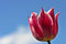 Free Pink Tulip Blue Sky 2 Stock Image - 1176241