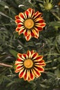 Free Pair Of Flowers Royalty Free Stock Photo - 1180695