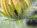 Free Yellow Flower, Macro Royalty Free Stock Image - 1186496