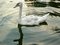 Free Swan Cygnet Royalty Free Stock Images - 1189229