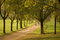 Free Fall Landscape In A Park, Rome, Italy Royalty Free Stock Photo - 11817145