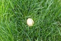 Free Egg In The Nest Stock Photo - 11840420