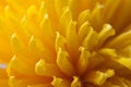 Free Yellow Petals Royalty Free Stock Photo - 11887915