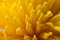 Free Yellow Petals Royalty Free Stock Photo - 11887915