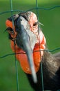 Free African Ground Hornbill Stock Image - 1190631