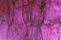 Free Tree Root Veins Stock Images - 1198324