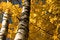 Free Autumn Maple Leafs Royalty Free Stock Images - 1194479