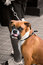 Free Cute Boxer Stock Photos - 1199083