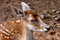 Free Fallow Deer Stock Images - 1199544
