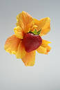Free Strawberry And Flower Stock Photography - 120152
