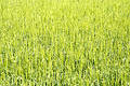 Free New Growth H Stock Photos - 121563