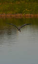 Free Flying Away.jpg Stock Photo - 121980