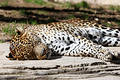 Free Leopard Asleep Lazing In The Sun Royalty Free Stock Image - 123696