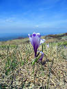 Free Crocus Stock Image - 125031