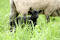 Free Black Baby Sheep With Its Mother Royalty Free Stock Images - 127619