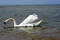 Free Swan At The Beach. Royalty Free Stock Images - 127769