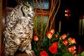Free Owl Inside Royalty Free Stock Image - 1201946