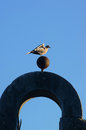 Free Cape Turtle Dove Royalty Free Stock Photos - 1202178