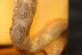 Free Brandy Of Snake Royalty Free Stock Photos - 1203138