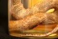 Free Brandy Of Snake Royalty Free Stock Photography - 1203147