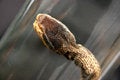 Free Brandy Of Snake Stock Photography - 1203212