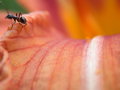 Free Petal To Lilies, Macro Stock Images - 1206124