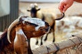 Free Feeding Goat Stock Photo - 1206500