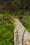 Free Dead Tree Royalty Free Stock Image - 1201396
