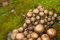 Free Mushroom Family Stock Images - 1201404