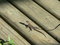 Free Bearded Dragon Stock Images - 1208174