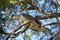 Free Crested Hawk Royalty Free Stock Photo - 1209025