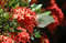 Free Butterfly On Flower Royalty Free Stock Photo - 1209655