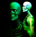 Free Man Bone 26 Royalty Free Stock Photo - 1212025