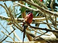 Free Bird A Sleep Royalty Free Stock Images - 1213399