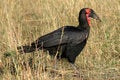 Free Red Faced Bird Stock Photos - 1215133