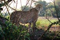Free Cheeky Cheetah Royalty Free Stock Image - 1215766