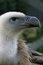 Free Griffon Vulture (bird Of Prey) Royalty Free Stock Images - 1214219