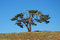 Free Old Pine Tree Royalty Free Stock Photo - 12119715