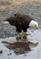 Free American Bald Eagle Stock Image - 12176311