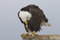 Free American Bald Eagle Stock Photos - 12176323