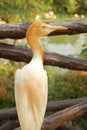 Free Heron Stock Photo - 1220420