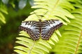 Free Butterfly Stock Photos - 1222183