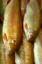 Free Fish Stock Photos - 1223763