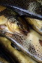Free Fish Stock Image - 1223841