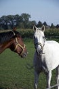 Free Horses 02 Royalty Free Stock Photography - 1224037