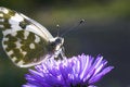 Free The Perfect Butterfly Drinks Nectar Royalty Free Stock Image - 1224566