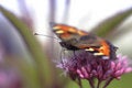 Free The Perfect Butterfly Drinks Nectar Stock Image - 1224581