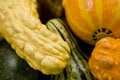 Free Gourd Time Royalty Free Stock Photo - 1225925